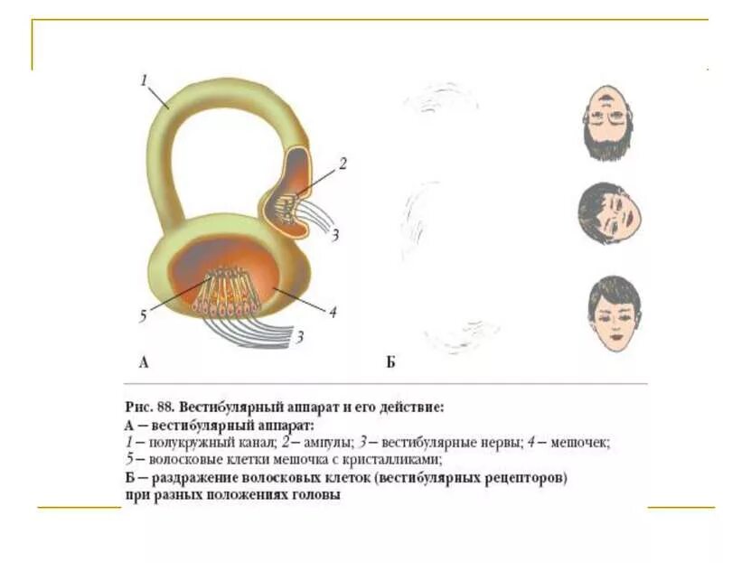 Рассмотрите на рисунке 88 устройство вестибулярного аппарата