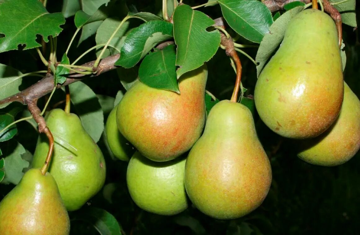 Груша гвидон осенний сорт. Груша флейта (эсмеральда). Груша флейта описание сорта фото отзывы. Груша исетская. Груша флейта описание сорта.