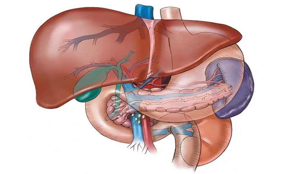 Нарушение селезенки. Печень поджелудочная железа селезенка анатомия. Печень желчный пузырь поджелудочная железа селезенка. Желчный пузырь и селезенка одно и тоже. Печень селезенка желчный пузырь.