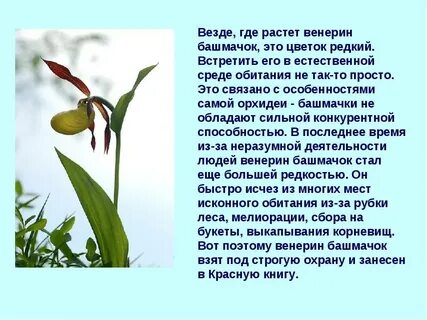 Венерин башмачок где