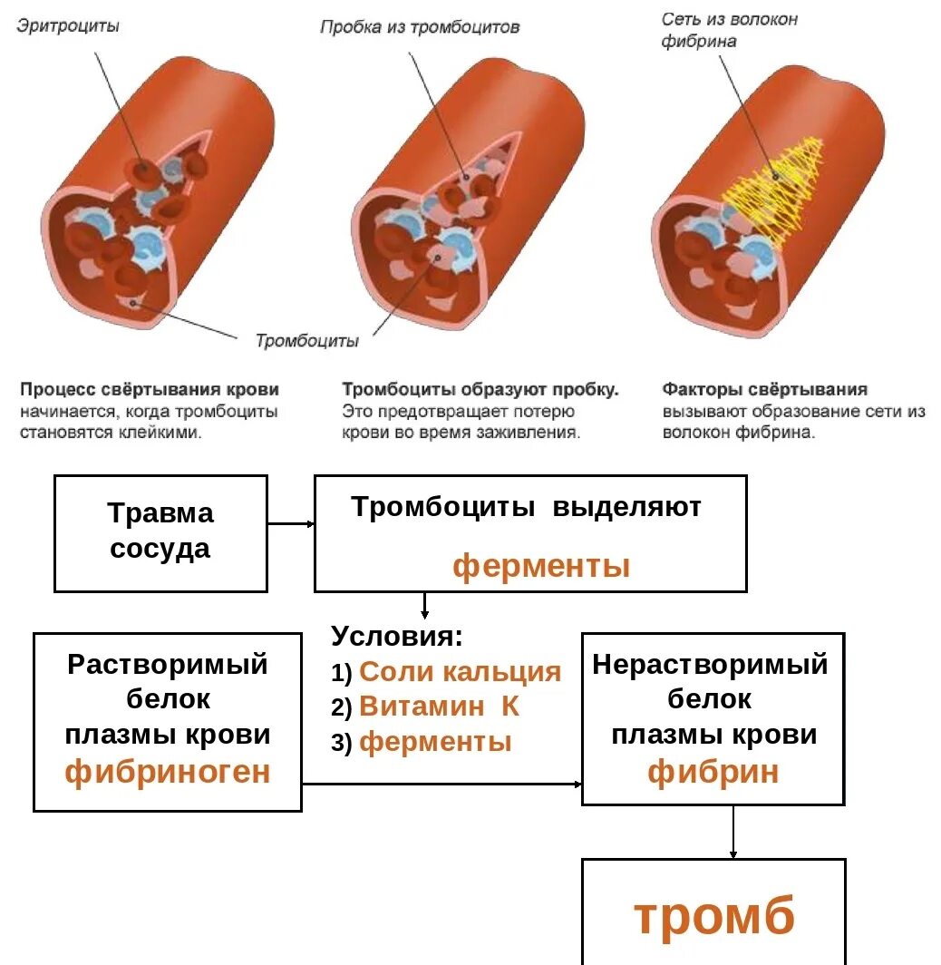 Кровотечение и свертывание крови. Механизм свертывания крови. Схема свертывания крови образование сгустка. Механимзм свёртывания крови. Факторы влияющие на свертывание крови.