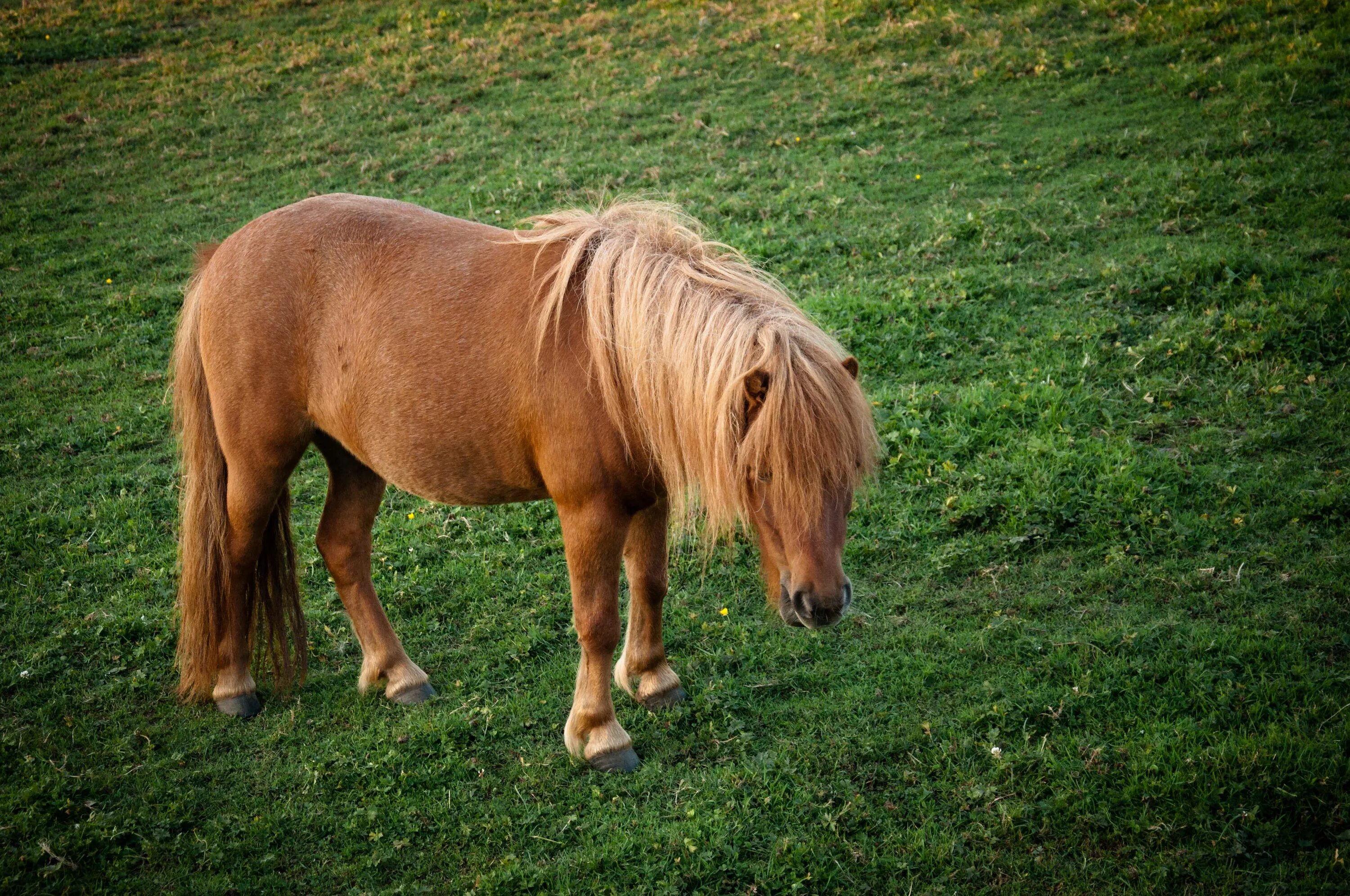 Лошади и пони. Кони пони. Пони настоящая. Домашняя лошадь. Фотографии pony