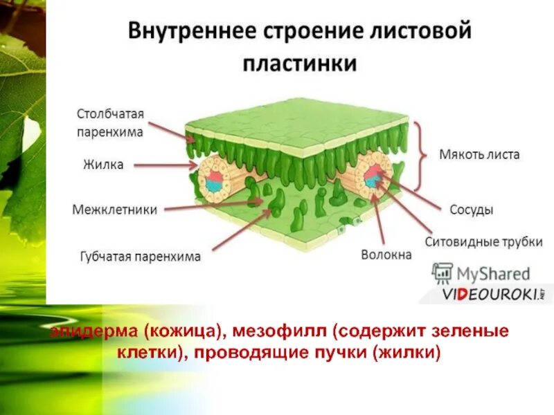 Кожица листьев состоит из