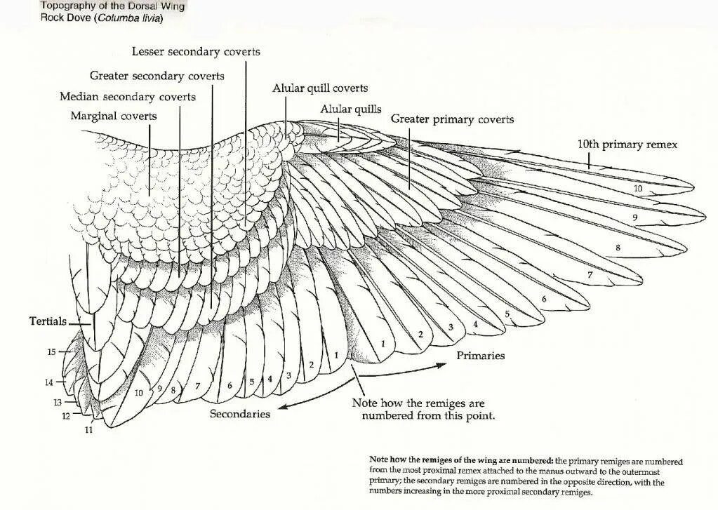 Типы крыльев у птиц. Строение крыла птицы схема. Строение крыла птицы скелет. Скелет крыла птицы с описанием. Строение крыла летучей мыши схема.