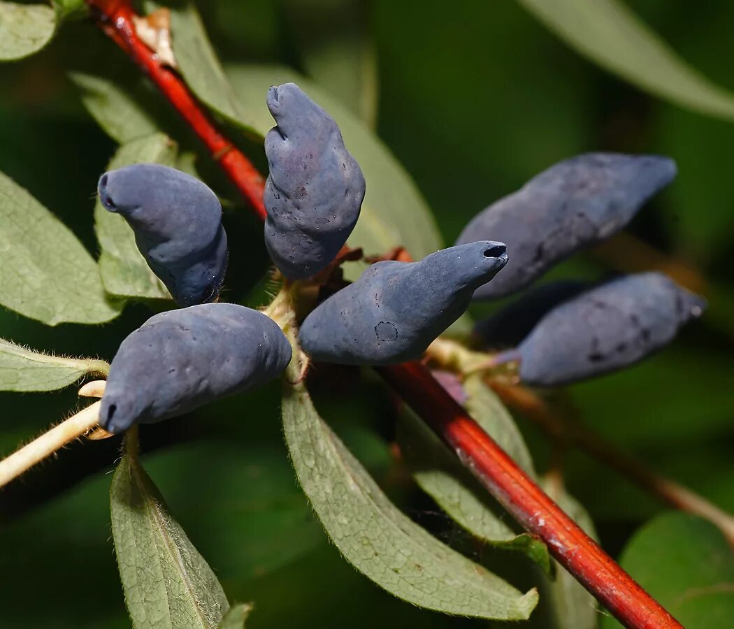 Жимолость где лучше. Жимолость Lonicera edulis. Жимолость Волчья ягода. Волчья ягода жимолость Лесная. Жимолость съедобная куст.