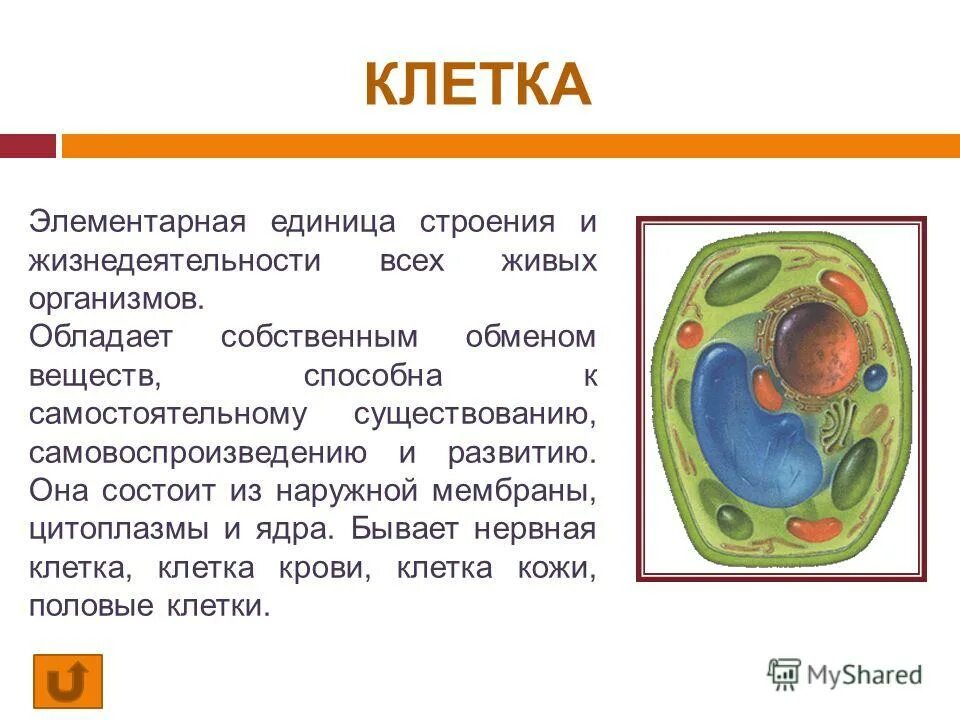 Клетка единица строения живого организма