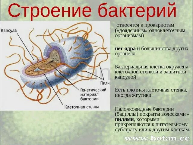 Прокариотами называются