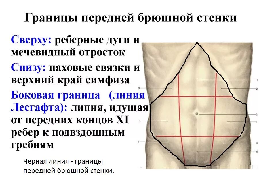 Печень по краю реберной дуги. Передняя брюшная стенка области топография. Топография передней брюшной стенки топография. Топографические ориентиры брюшной стенки. Границы передней брюшной стенки.