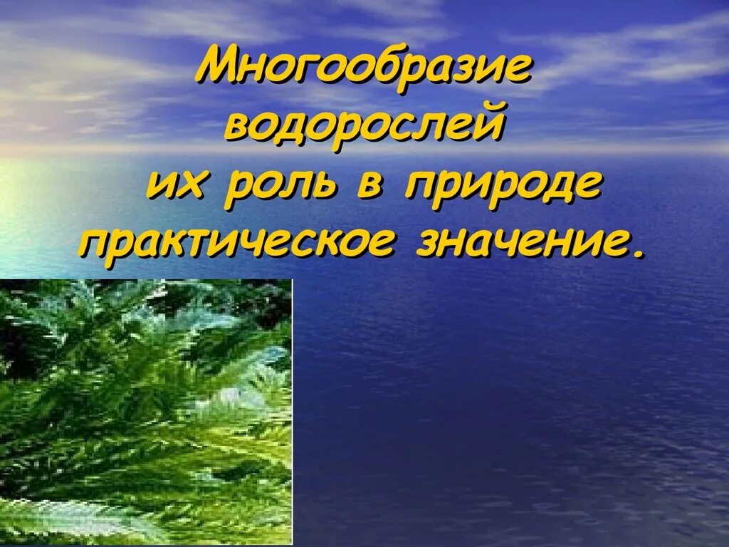 Главная роль в природе. Разнообразие водорослей. Водоросли их разнообразие в природе. Роль водорослей в природе. Водоросли в природе и жизни человека.