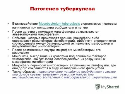 Туберкулез иммунный ответ