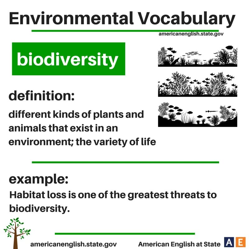Lesson environment. Environmental вокабуляр. environmental vocabulary. environment vocabulary. environment английский язык.