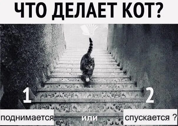 На 3 опускается на 4 поднимается. Кот спускается. кот поднимается. кошка спускается по лестнице или поднимается. кот опускается или поднимается.