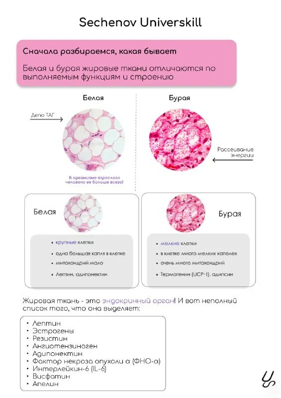 биохимия сеченова
