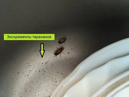 Какашки тараканов