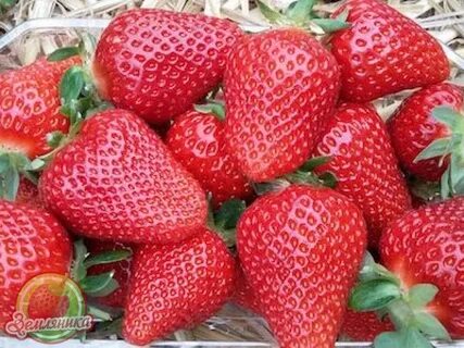 Брилла клубника описание и отзывы фото