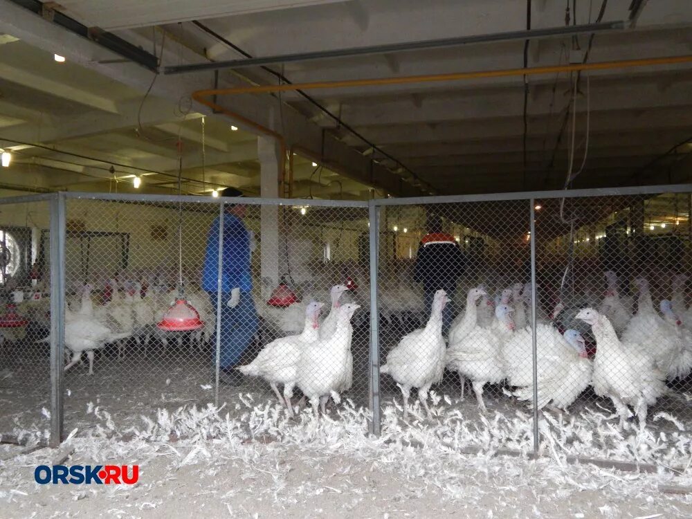 восточный новотроицк. восточный новотроицк. ооо агро-восточный. восточная поляна новотроицк. птицефабрика восточная агро новотроицк.