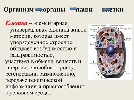 Строение организма человека строение клетки тканей