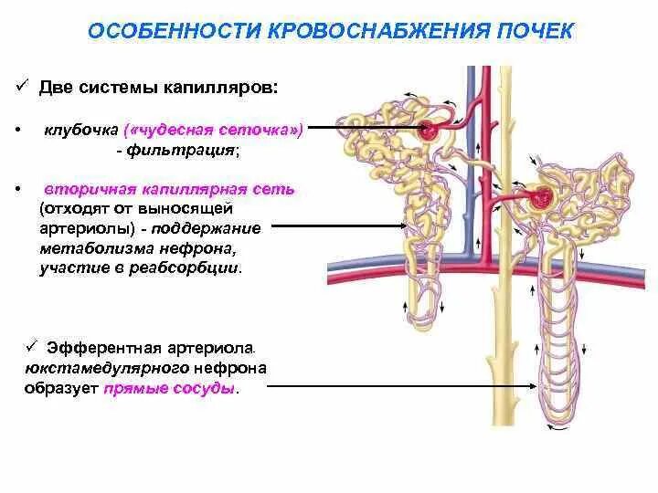 Система кровообращения почек. Сосуды почки схема. Кровоснабжение почек и нефронов физиология. Особенности почечного кровоснабжения. Двойная капиллярная сеть (схема)..