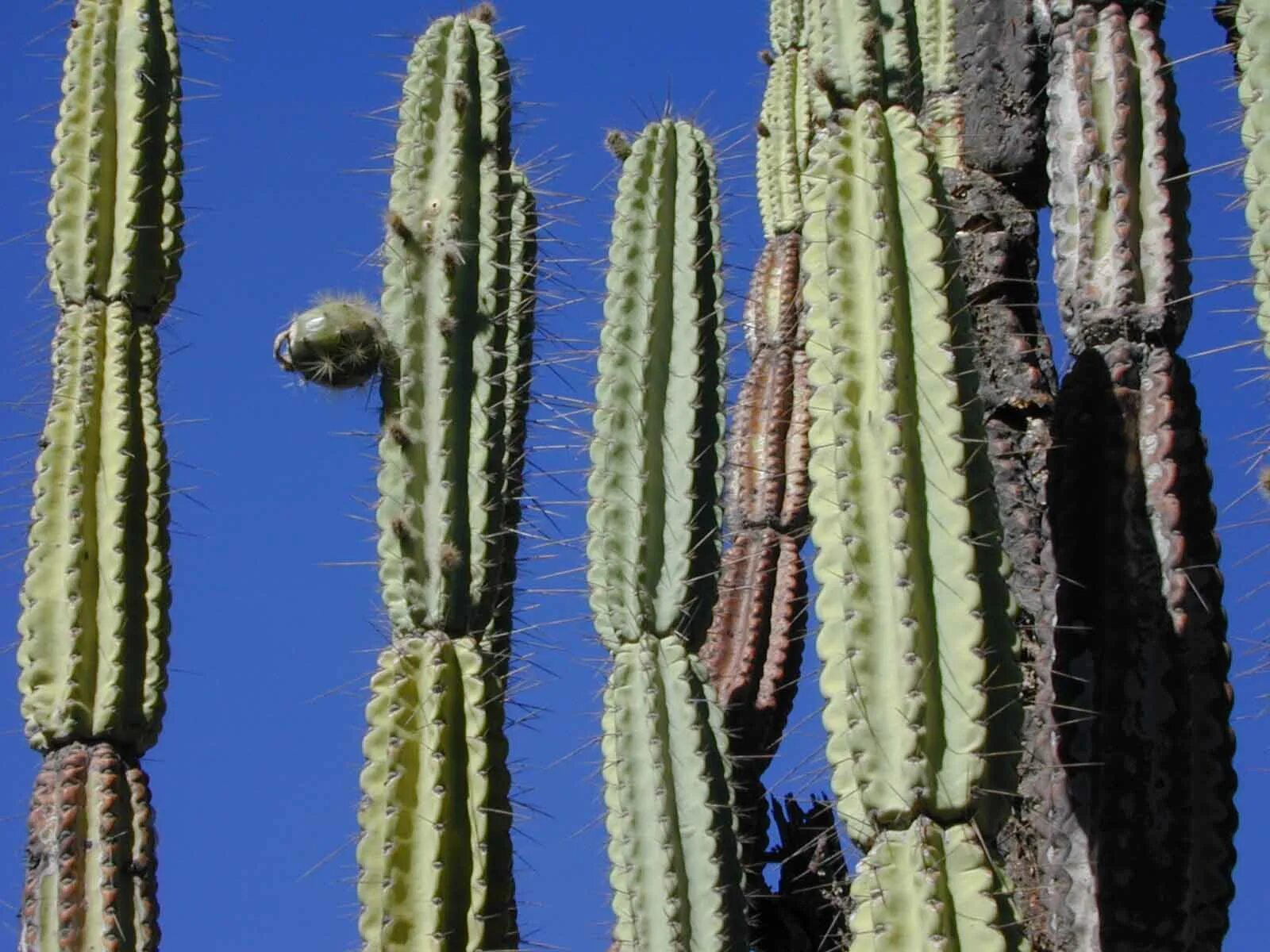 Cactus 150. Armatocereus. Armatocereus rauhii. Armatocereus procerus. Armatocereus matucanensis.