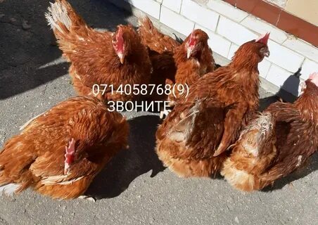 Продам кур томск