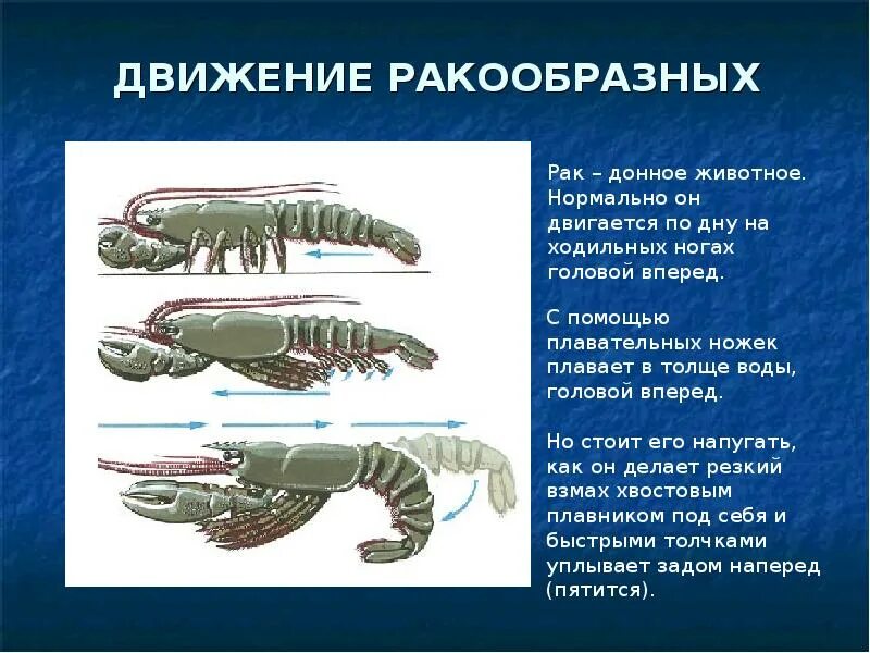 Представьте ракообразных. Класс ракообразные опорно двигательная система. опорно двигательная система ракообразных 7 класс. органы движения ракообразных. орган передвижения ракообразных.