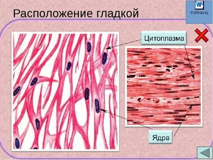 Клетки гладкой мышечной ткани одноядерные