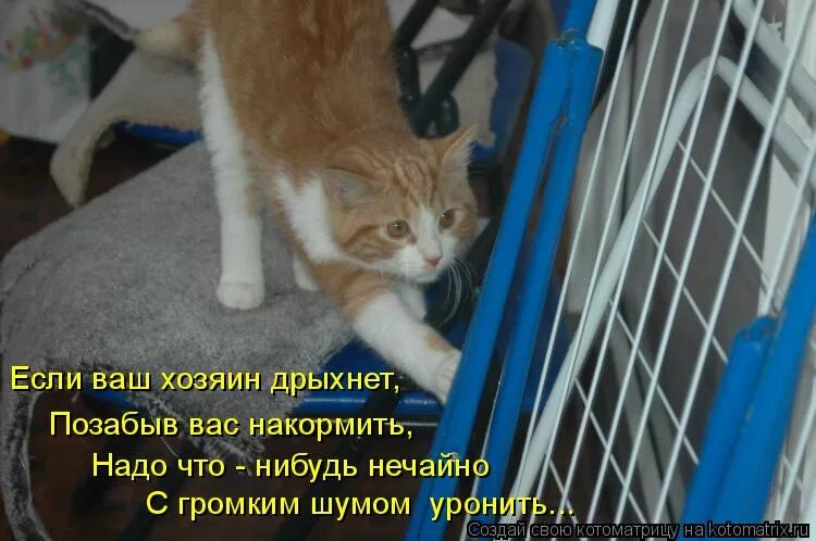 Одинокий мужчина ищет. Анекдот про шубу. Надпись что нибудь. Что-нибудь смешное в картинках. Демотиваторы про тюрьму.