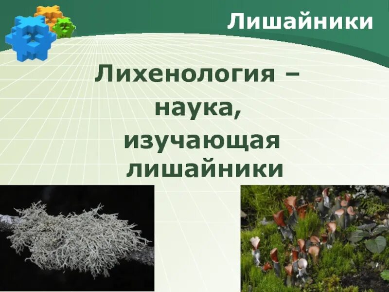 Наука изучающая лишайники. Лишайники пионеры растительности. Как называется наука изучающая лишайники. Лихенология это наука.