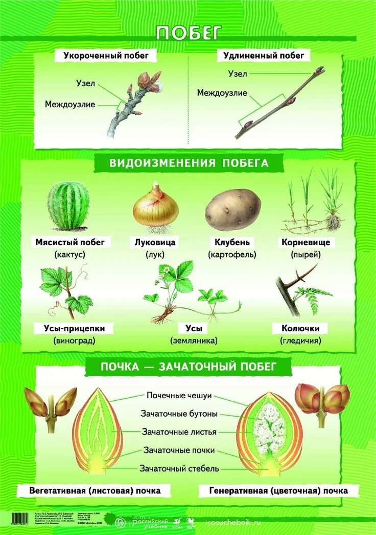 Материал на урок биологии. Наглядное пособие "биология". Раздаточный материал по биологии. Таблицы по ботанике. Наглядные пособия по биологии.