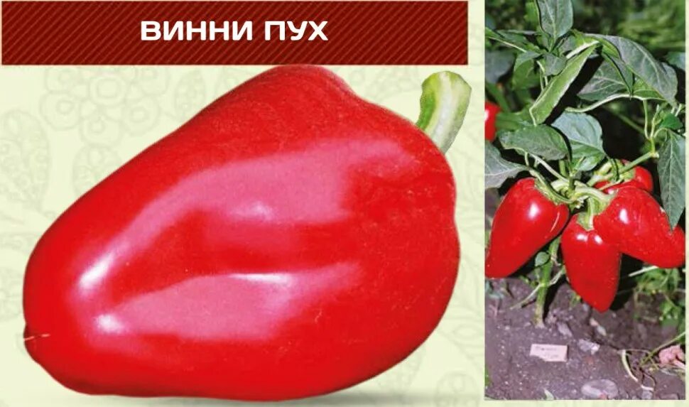 Перец винни пух описание сорта. Перец сладкий винни-пух. перец сладкий илья муромец. перец винни пух. перец болгарский винни пух.