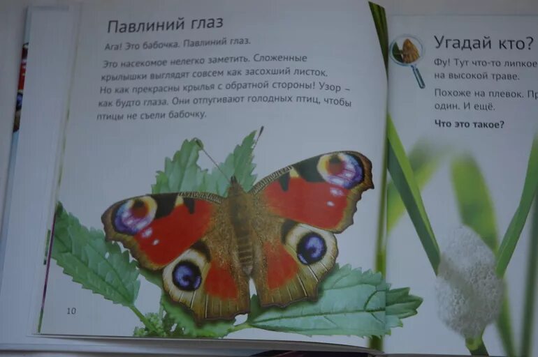Книга зеленые страницы бабочки. Книга зеленые страницы про бабочек. Зеленые страницы первые бабочки. Зелёные страницы 2 класс бабочки. Рассказ первые бабочки.