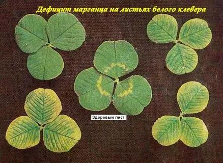 Недостаток марганца