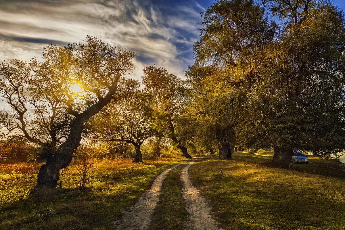 Дерево в солнечных лучах. Дерево с раскидистой кроной. Дерево под солнцем. Красивое дерево. Солнце сквозь кроны деревьев.