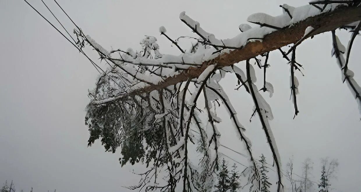 Дерево на проводах. Упавшее дерево зимой. Падение деревьев на провода вл. Обрыв ЛЭП. Ночью на мокрые деревья упал снег сравнение