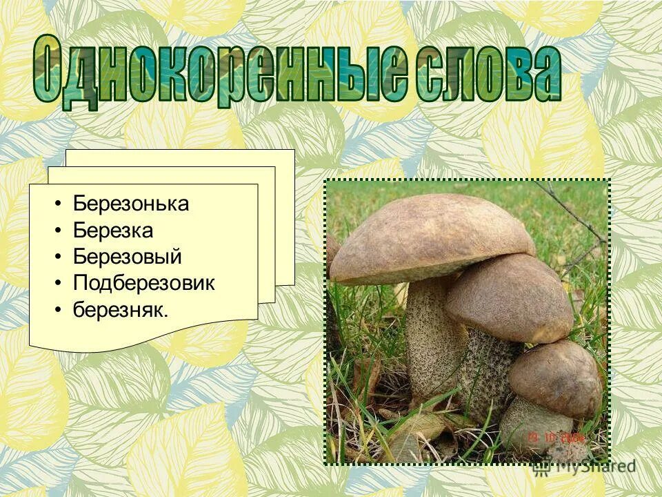 Подберезовик от какого слова образовано. Подберезовик от какого слова образовано. Способ образования слова самолет. Подберезовик образует микоризу. Подберезовик способ образования слова.