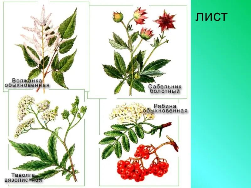 Культурные растения розоцветных. Дикорастущие представители розоцветных. Представители дикорастущих розоцветных. Лекарственные травы семейства розоцветных. Дикорастущие розоцветные растения.