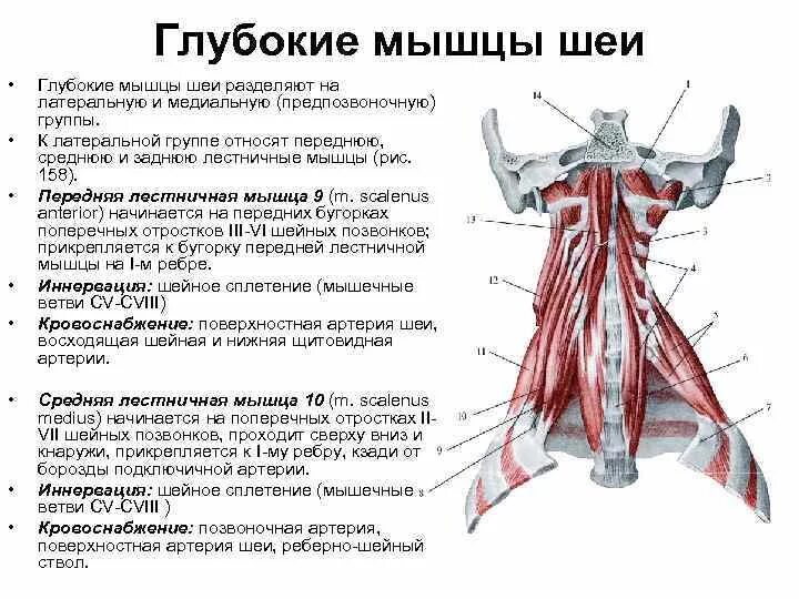 Кровоснабжение мышц. Кровоснабжение мышц