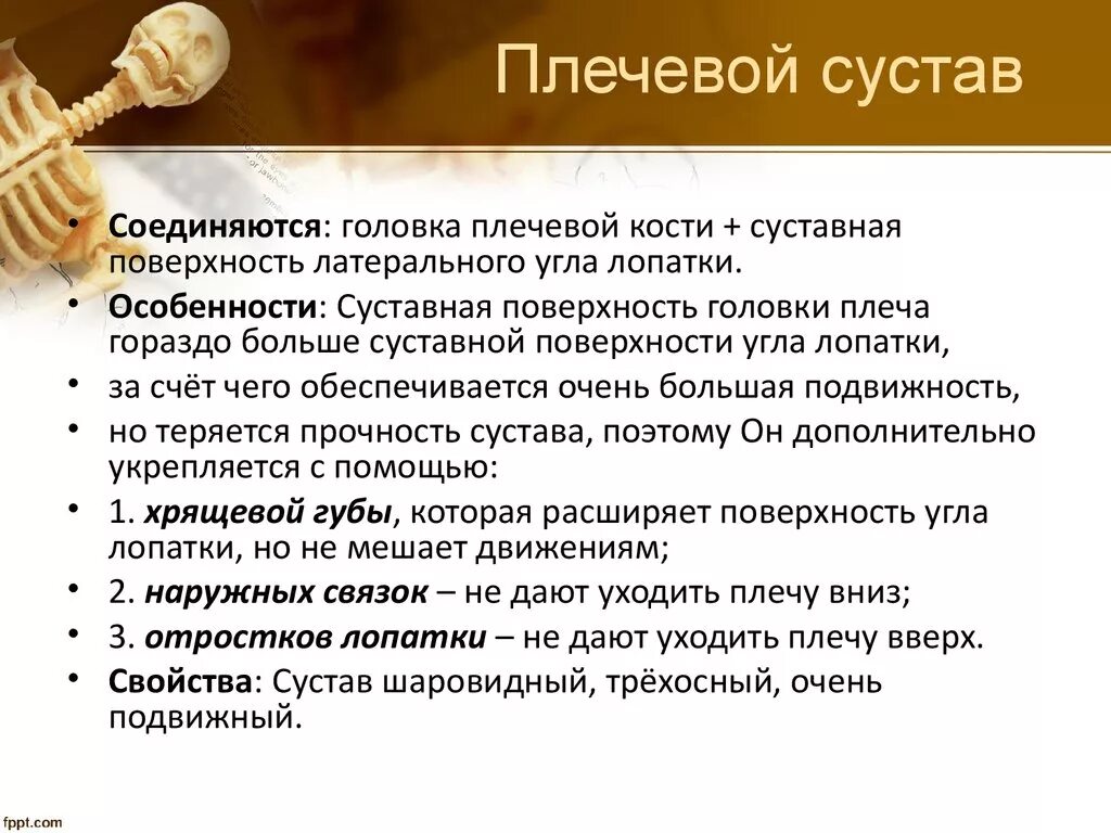 Плечевой сустав функции. Плечевой сустав характеристика. особенности строения плечевого сустава. плечевой сустав харакиер. характеристика плечевого сустава анатомия.
