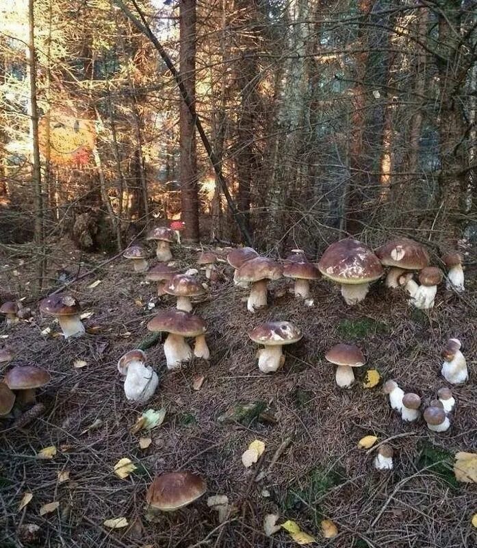 Какие грибы растут в чаще. Грибы в лесу. белый гриб.
