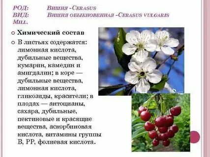 Классификация растения вишня