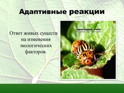 Живая адаптация