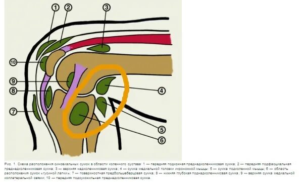 Синовиальные сумки коленного сустава анатомия. Сумки коленного сустава анатомия. Завороты коленного сустава анатомия. Сумки коленного сустава анатомия. Сумки коленного сустава анатомия.