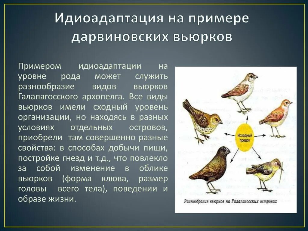 Выберите предложения в которых охарактеризованы идиоадаптации. Дарвиновские вьюрки идиоадаптация. Разные виды дарвиновских Вьюрков. Идиоадаптация примеры. Идиоадаптация птиц.