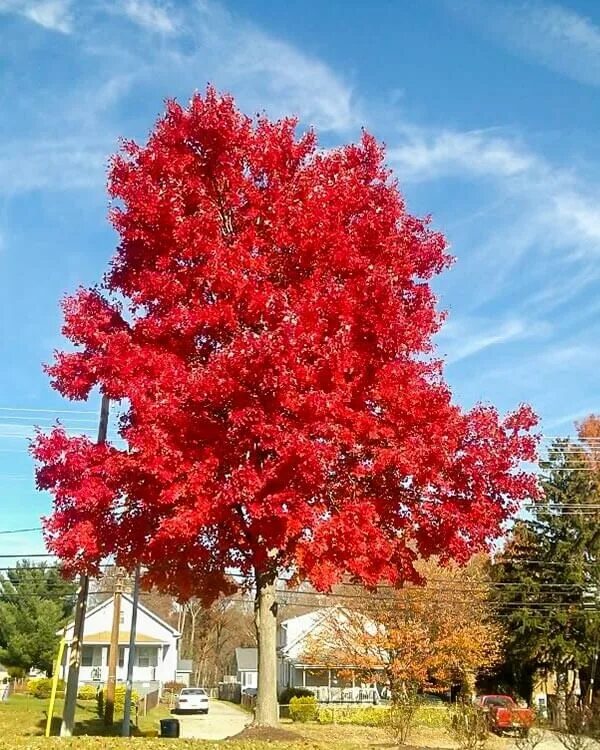 Клен нн. Acer rubrum (клен красный) &#039;red sunset&#039;. клен красный саммер ред. клен рубрум. клен красный октобер глори.