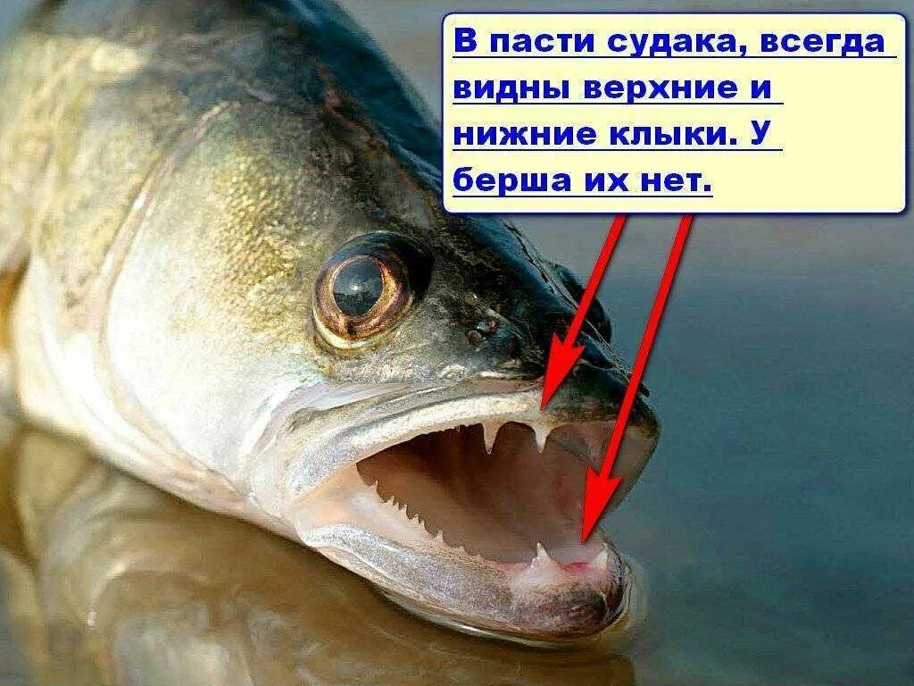 Экзотические рыбы. Щучьи головы. Пасть судака. Клыки берш. Пангасиус аквариумная рыбка.