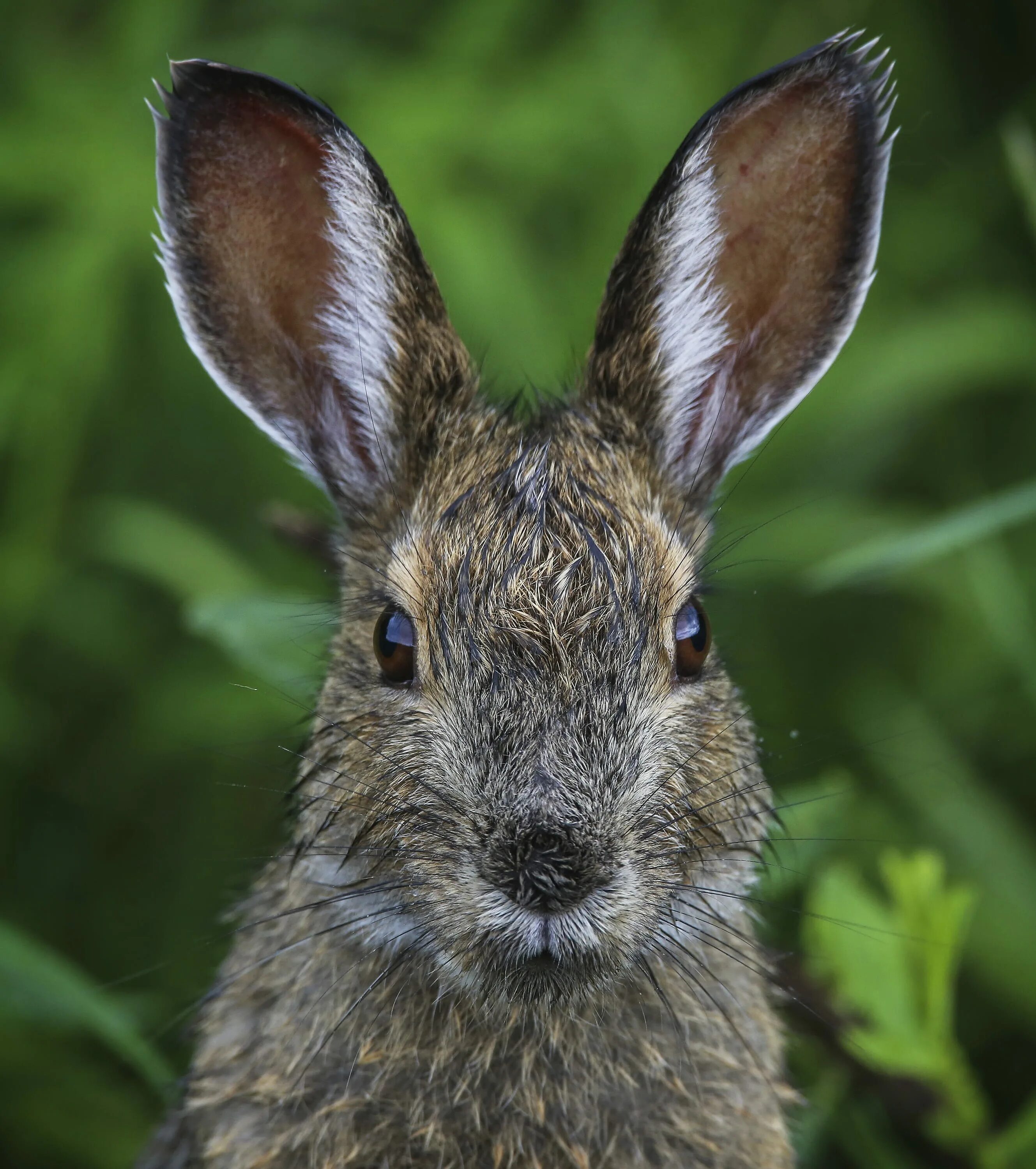Уши зайца. Ушастый кролик. Длинноухий кролик. Морда зайца.
