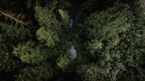 Tree tops