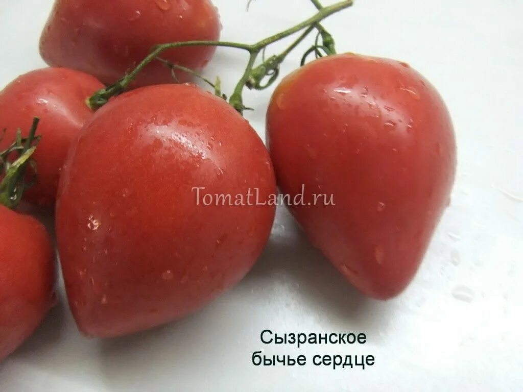 Томаты сызранские описание сорта фото отзывы Томат Сызранская Роза (Сызранская Розовая), 5 семян Дачная Коллекция Товар на картинке можно купить.