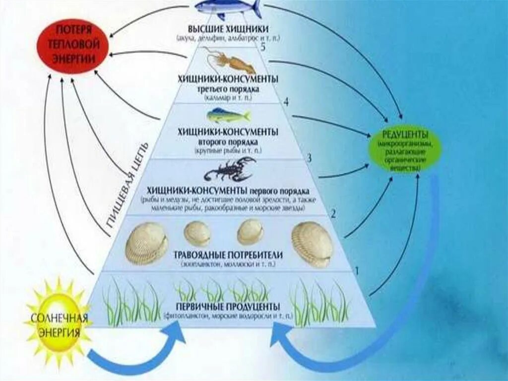 Трофические уровни. Трофическая цепь океана. Пищевая цепочка в океане. Трофические уровни питания.