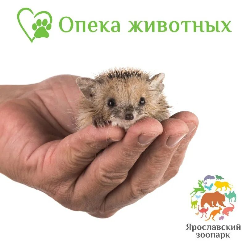 Табличка опека над животными. Опека животных. Опека животных. Опека животных в зоопарке. Опекун в зоопарке москвы.